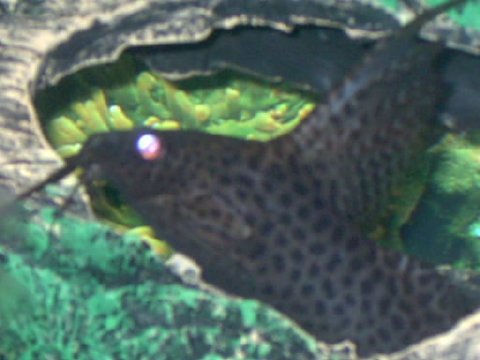 featherfin.jpg