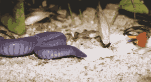 rubber eel 2.gif
