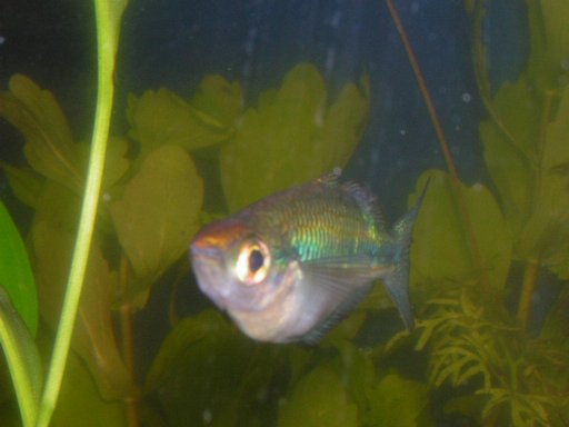 Conv_DSCN2290.jpeg Conv_DSCN2290.jpeg