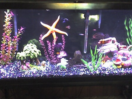 55gal.JPG