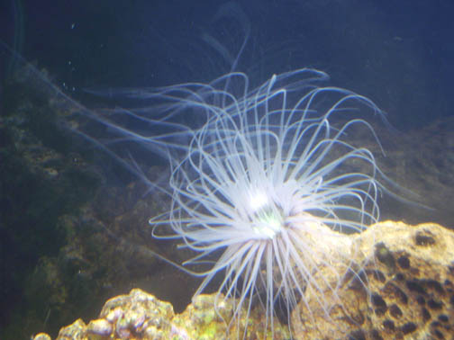 Tube Anemone1.jpg