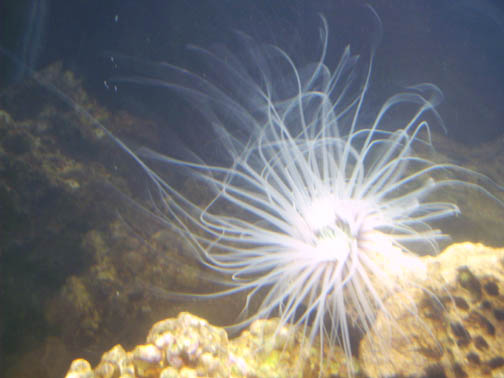 Tube Anemone2.jpg