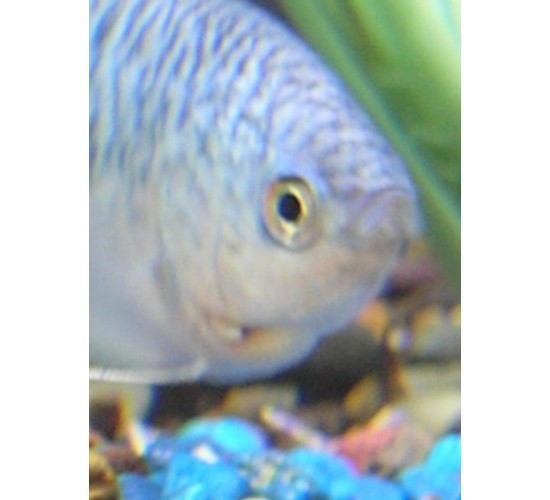 gill1.jpg