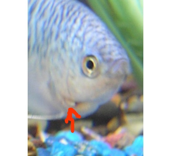 gill2.jpg