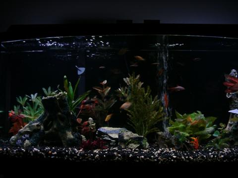 72 Bow front 02.jpg