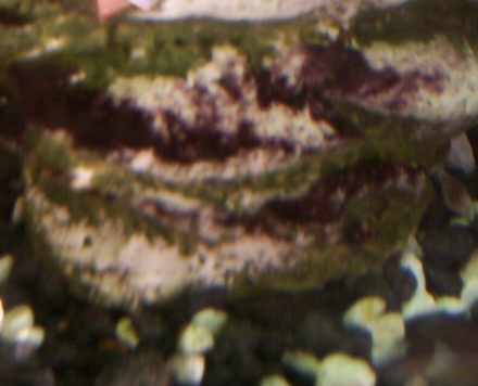 Algae1.jpg