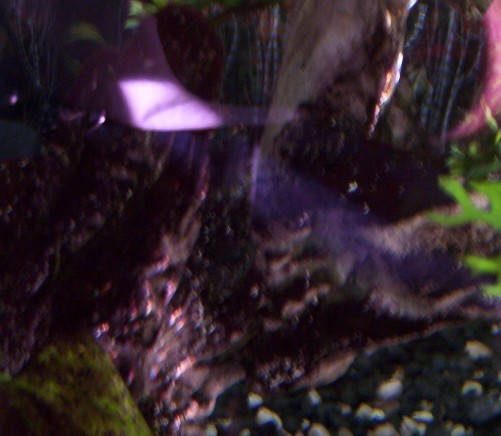 Algae2.jpg