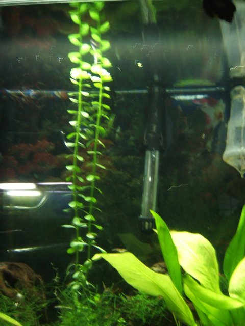bacopa.JPG