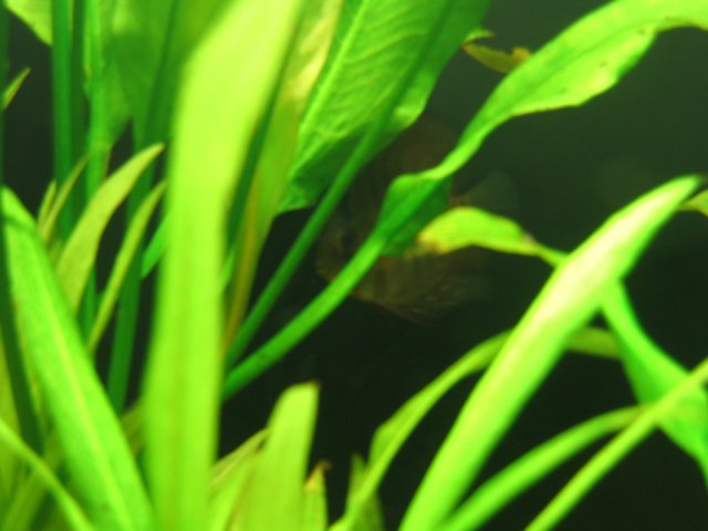 discus.JPG