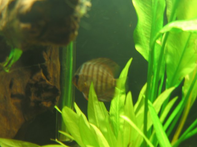 discus 2.JPG