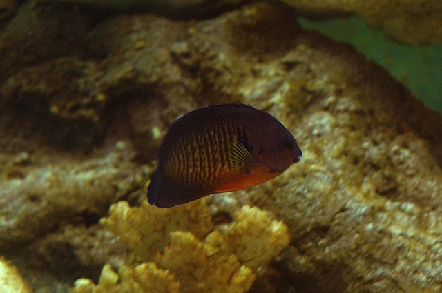 coral-beauty.jpg