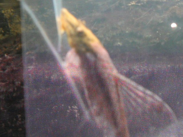 IMG_0453.JPG
