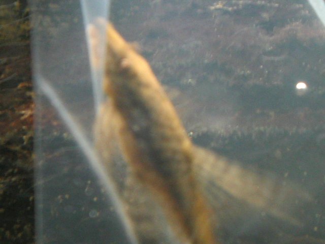 IMG_0454.JPG