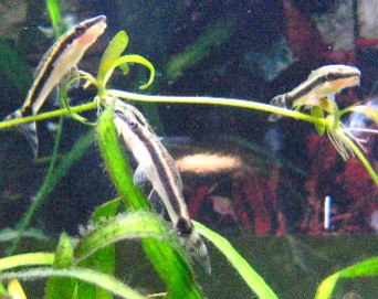 otos.jpg