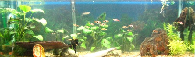 55gal.jpg