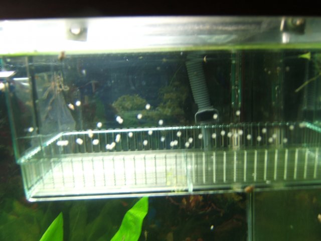 Picture 329.jpg Picture 329.jpg