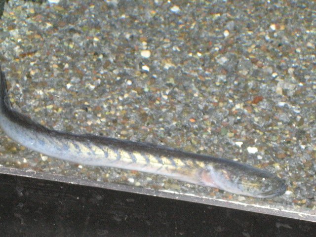 Picture 737.jpg