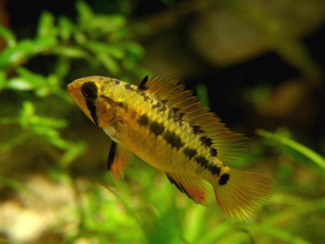 apisto gal (Large).jpg