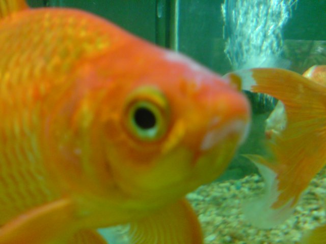 DSC00071.JPG