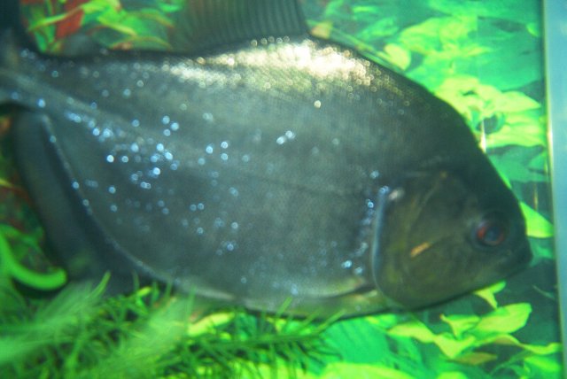 B pirahna (2).jpg