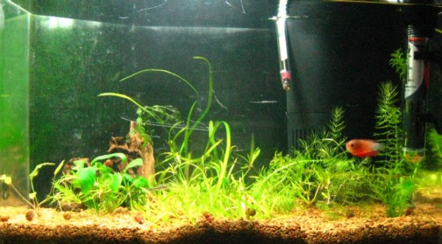 5gal.jpg