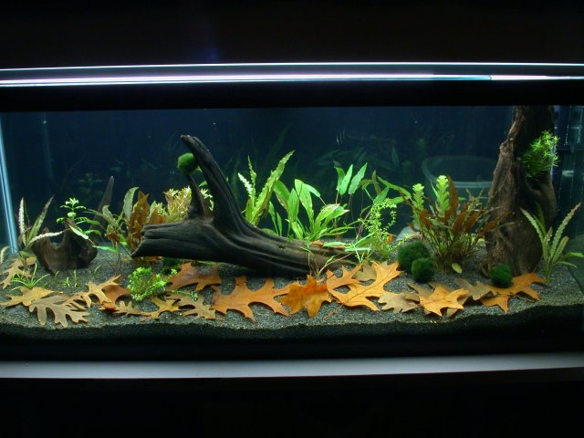 DSCN6433.JPG