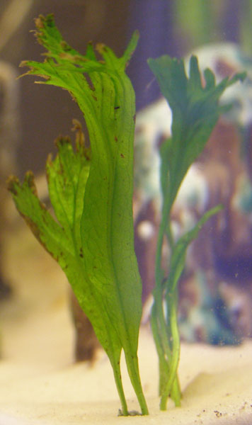 plantID.jpg