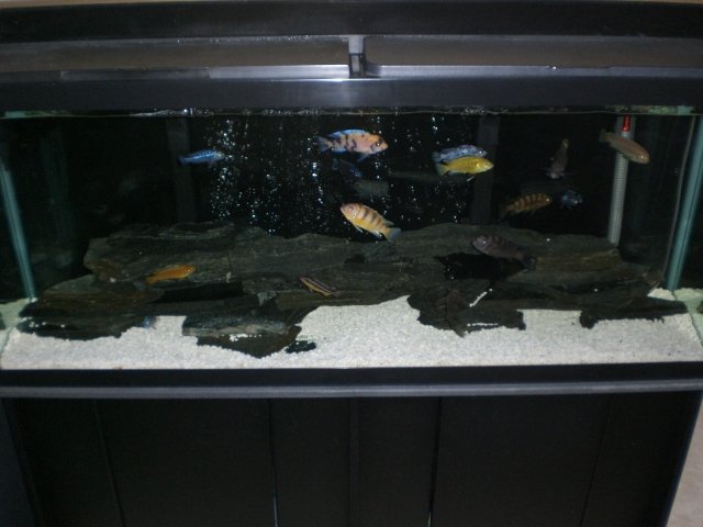 55 Gallon African Cichlids 133.jpg