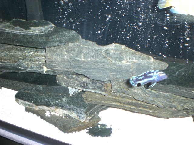 55 Gallon African Cichlids 152.jpg