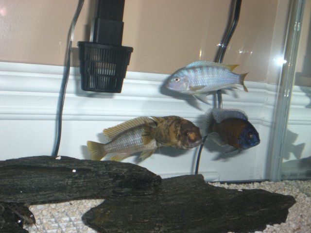55 Gallon African Cichlids 106.jpg