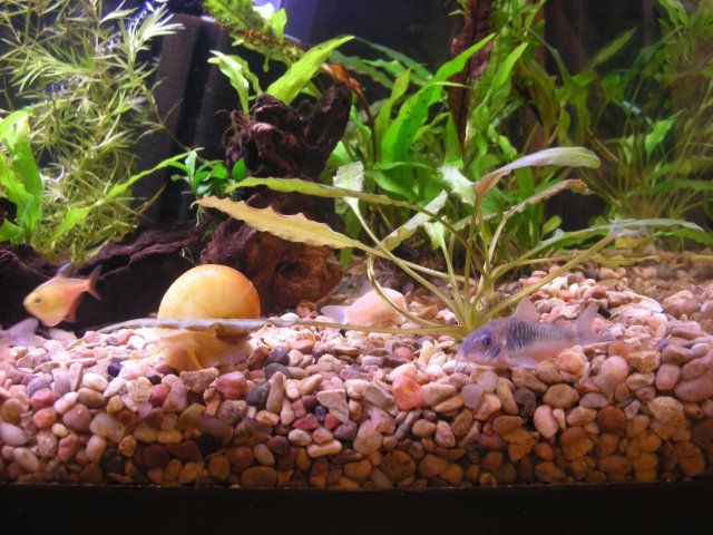 crypt wendtii 003.jpg