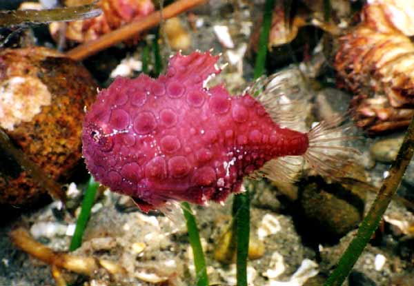 purplelumpfish.jpg