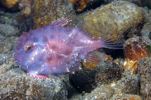 lavenderlumpfish.jpg