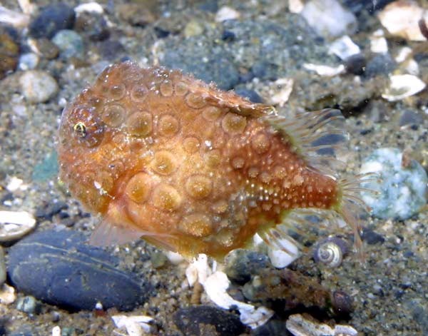 goldlumpfish.jpg