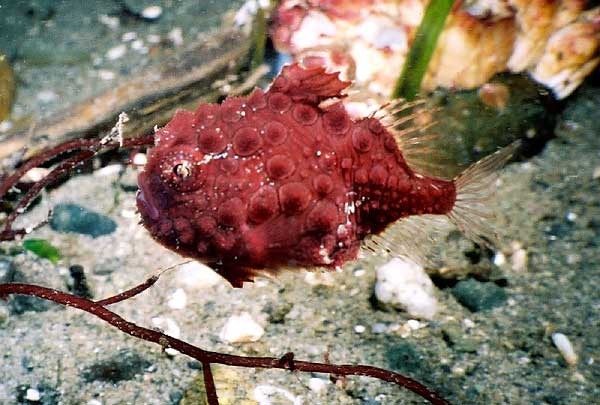 redlumpfish.jpg