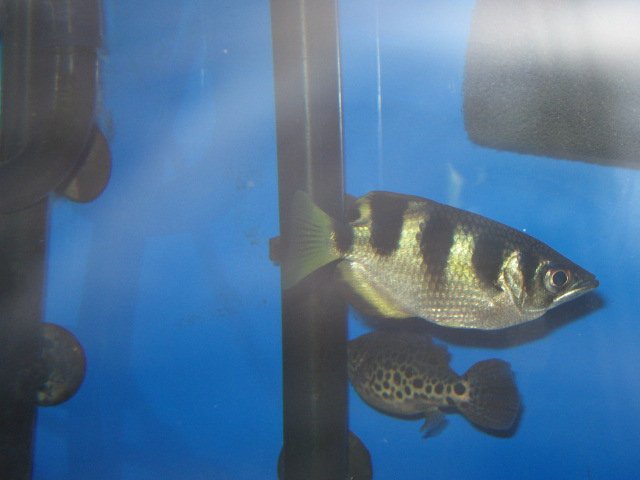 Picture 978.jpg