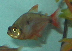 tetra.jpg