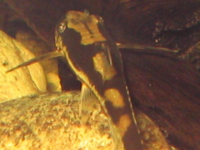 IMG_0454.JPG