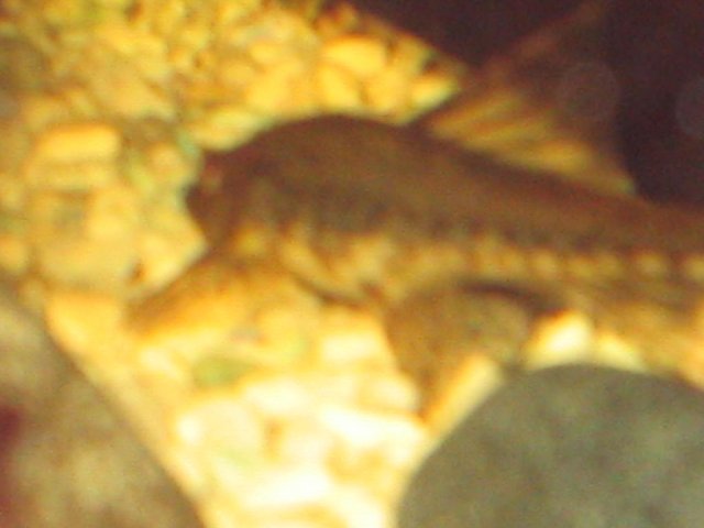 IMG_0453.JPG