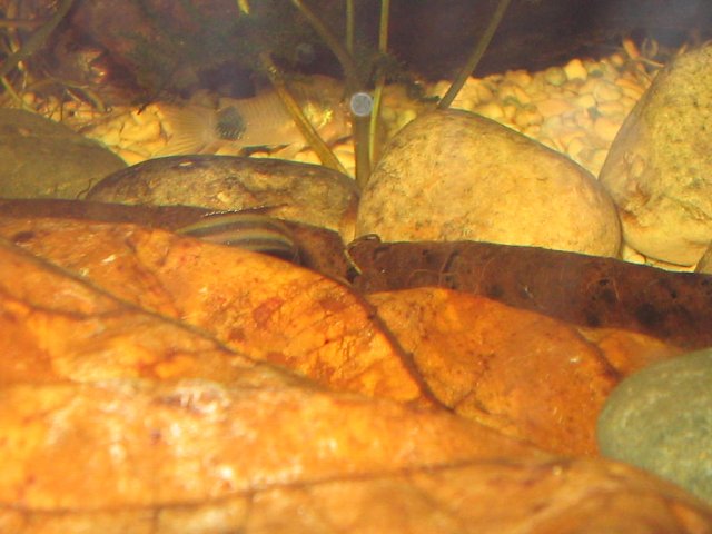 IMG_0455.JPG
