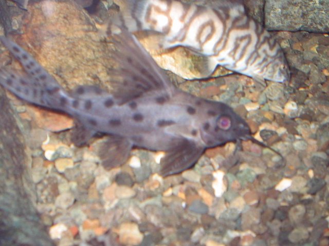IMG_0462.JPG