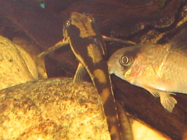 IMG_0452.JPG