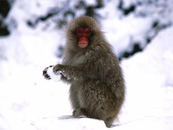 snowballfight.jpg