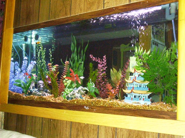 Jazlyn&Fishtank 009.jpg