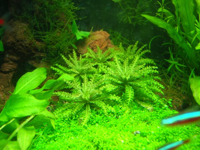 DSCN6545-1.JPG