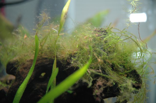 need advice: brown hair algae on java moss 