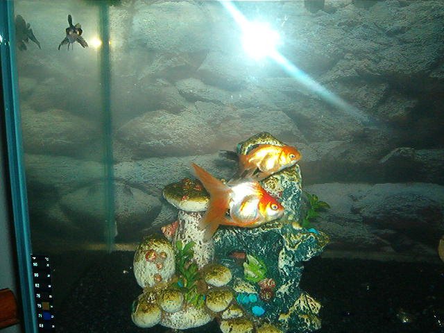 Fish Tank 009.JPG