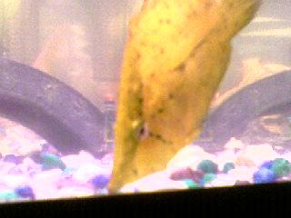 My leaf fish.jpg