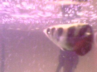 My archer fish.jpg