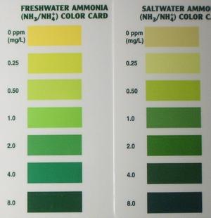 Ammonia, with 2 regents (salicylate).jpg